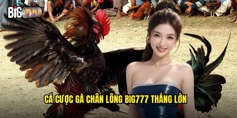 Gà Chân Lông Big777 - Giống Gà Đá Quý Hiếm Đặc Biệt 3 Cá cược gà chân lông Big777 thắng lớn
