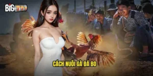 cách nuôi gà đá bo