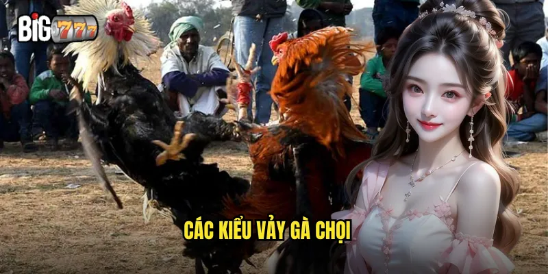 các kiểu vảy gà chọi