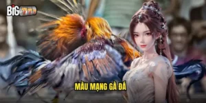 màu mạng gà đá