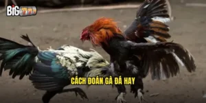 Cách đoán gà đá hay