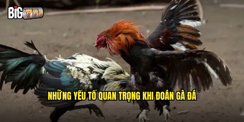 Những yếu tố quan trọng khi đoán gà đá