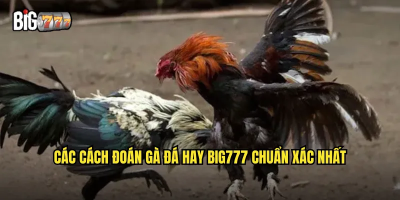 Các cách đoán gà đá hay Big777 chuẩn xác nhất
