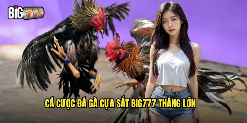 Cá cược đá gà cựa sắt Big777 thắng lớn