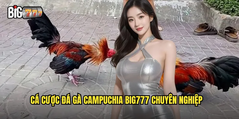 Cá cược đá gà campuchia Big777 chuyên nghiệp