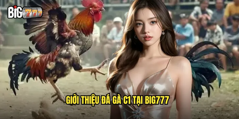 Đá Gà C1 Big777 - Giải Đấu Gà Đỉnh Cao Kịch Tính 2 Giới thiệu đá gà c1 tại Big777