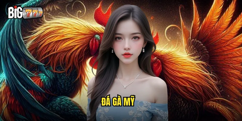 đá gà mỹ