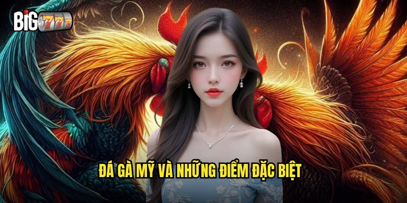 Đá gà mỹ và những điểm đặc biệt