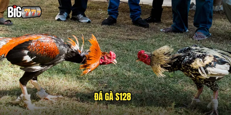 Đá Gà S128 Big777 - Nền Tảng Cá Cược Đẳng Cấp 1 đá gà S128