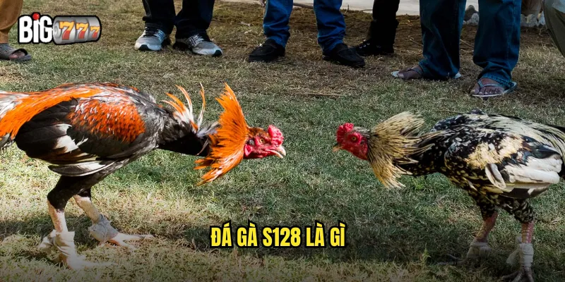 Đá Gà S128 Big777 - Nền Tảng Cá Cược Đẳng Cấp 2 Đá gà S128 là gì