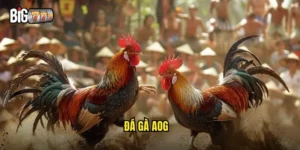 đá gà AOG