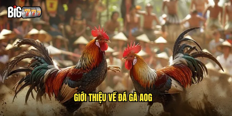 Giới thiệu về đá gà AOG