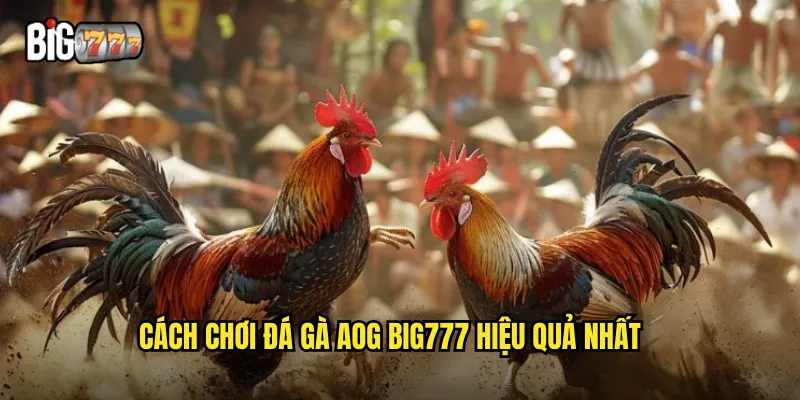Cách chơi đá gà AOG Big777 hiệu quả nhất