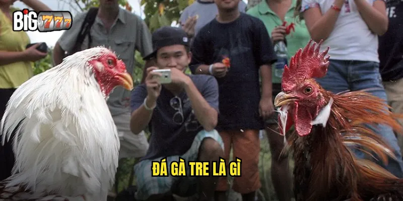 Đá gà tre là gì