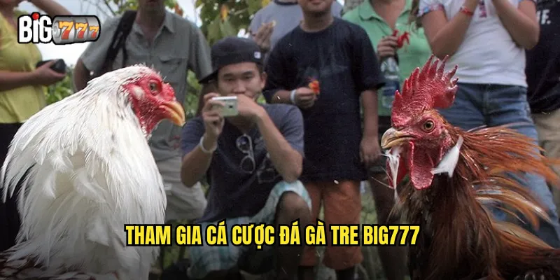 Tham gia cá cược đá gà tre Big777