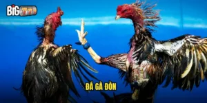 đá gà đòn