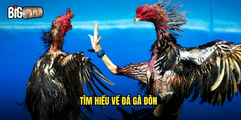 Tìm hiểu về đá gà đòn