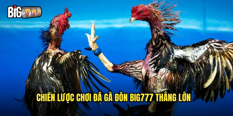 Chiến lược chơi đá gà đòn Big777 thắng lớn