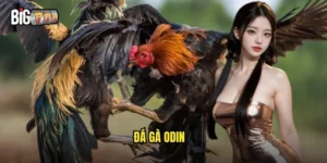 đá gà Odin