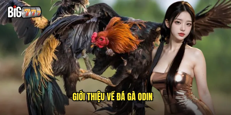 Giới thiệu về đá gà Odin