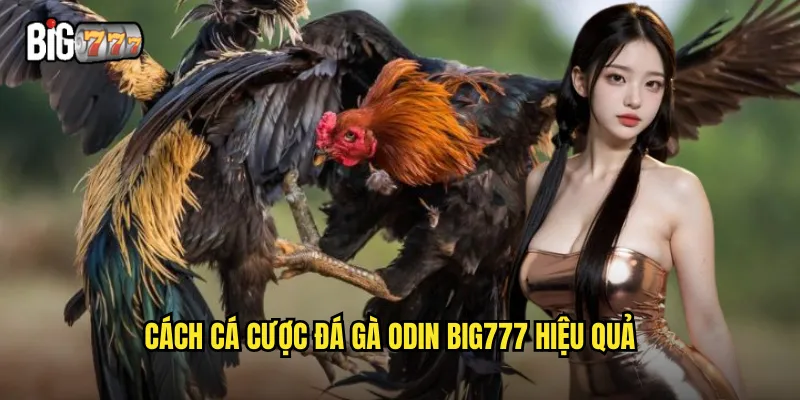 Cách cá cược đá gà Odin Big777 hiệu quả