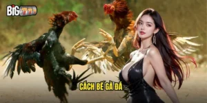 cách bế gà đá