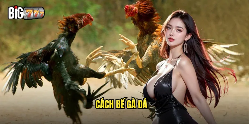 cách bế gà đá