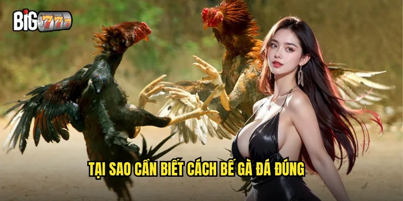 Tại sao cần biết cách bế gà đá đúng