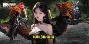 nuôi lông gà đá