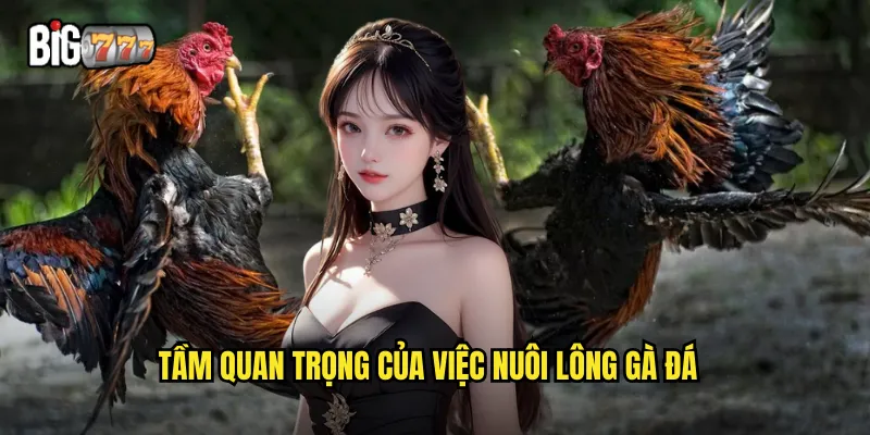 Nuôi Lông Gà Đá Big777 - Bí Quyết Chăm Sóc Gà Chiến Đẳng Cấp 2 Tầm quan trọng của việc nuôi lông gà đá