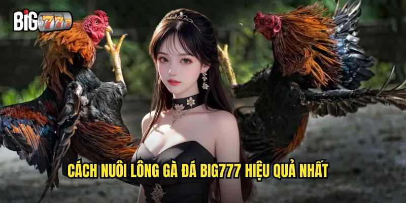 Nuôi Lông Gà Đá Big777 - Bí Quyết Chăm Sóc Gà Chiến Đẳng Cấp 3 Cách nuôi lông gà đá Big777 hiệu quả nhất